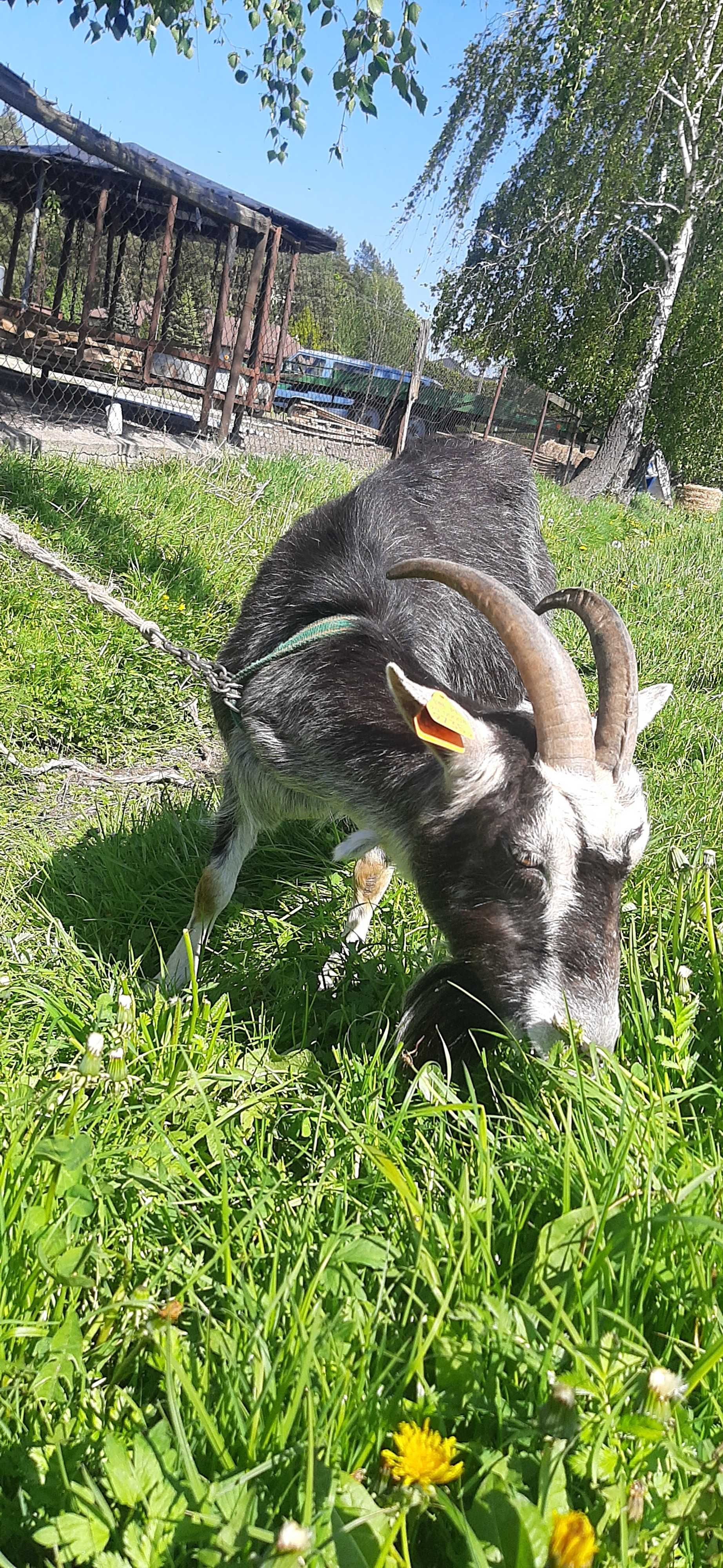 Mleko kozie sprzedam