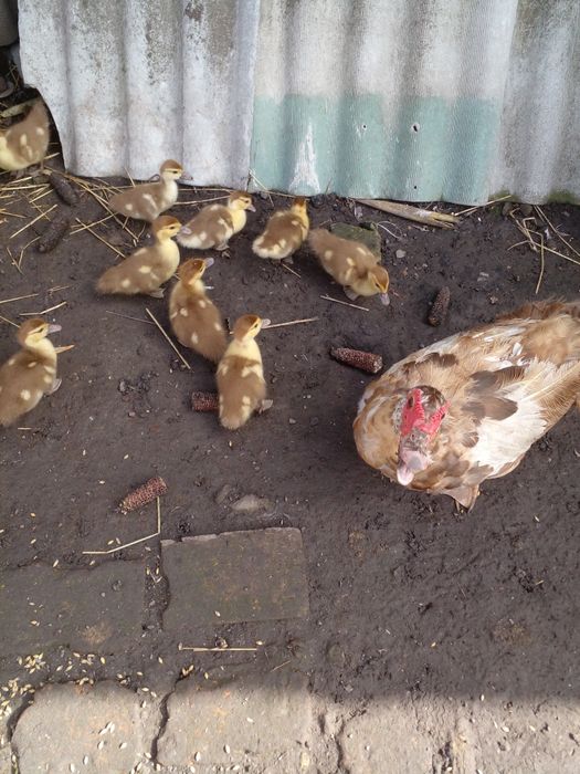 Продам індокаченят