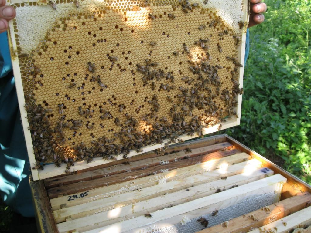 Продам семьи или отводки пчёл  Бакфаст и УС