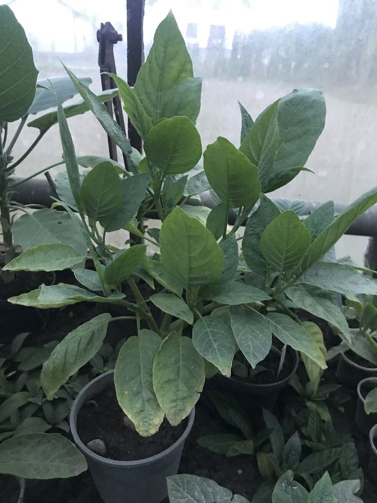 Datura -brukmansja rozowa pelna
