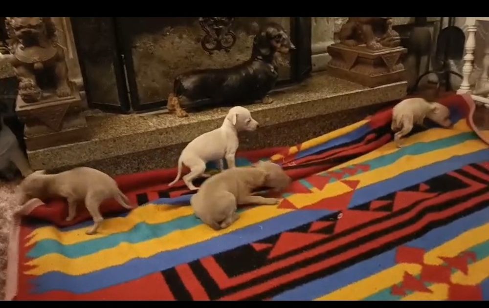 Galguinho italiano machinho