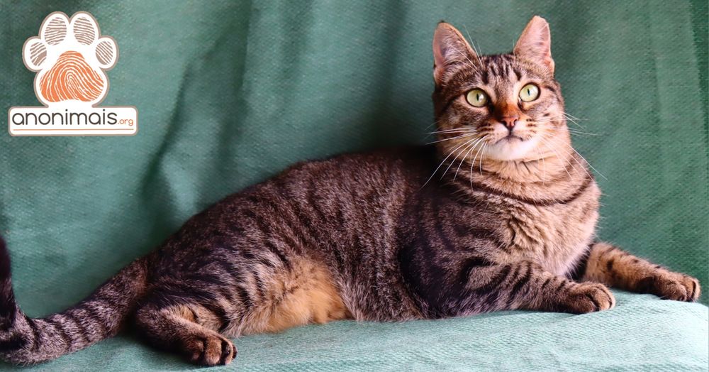 Manga - gata para adopção