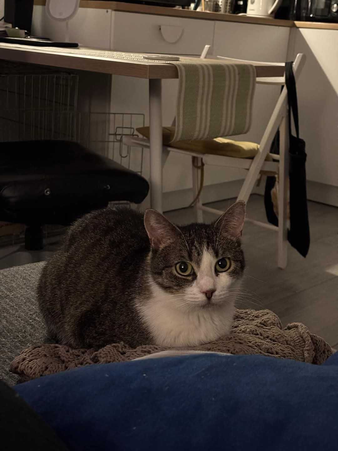 *Laurka- spokojna , nieśmiała kotka do adopcji