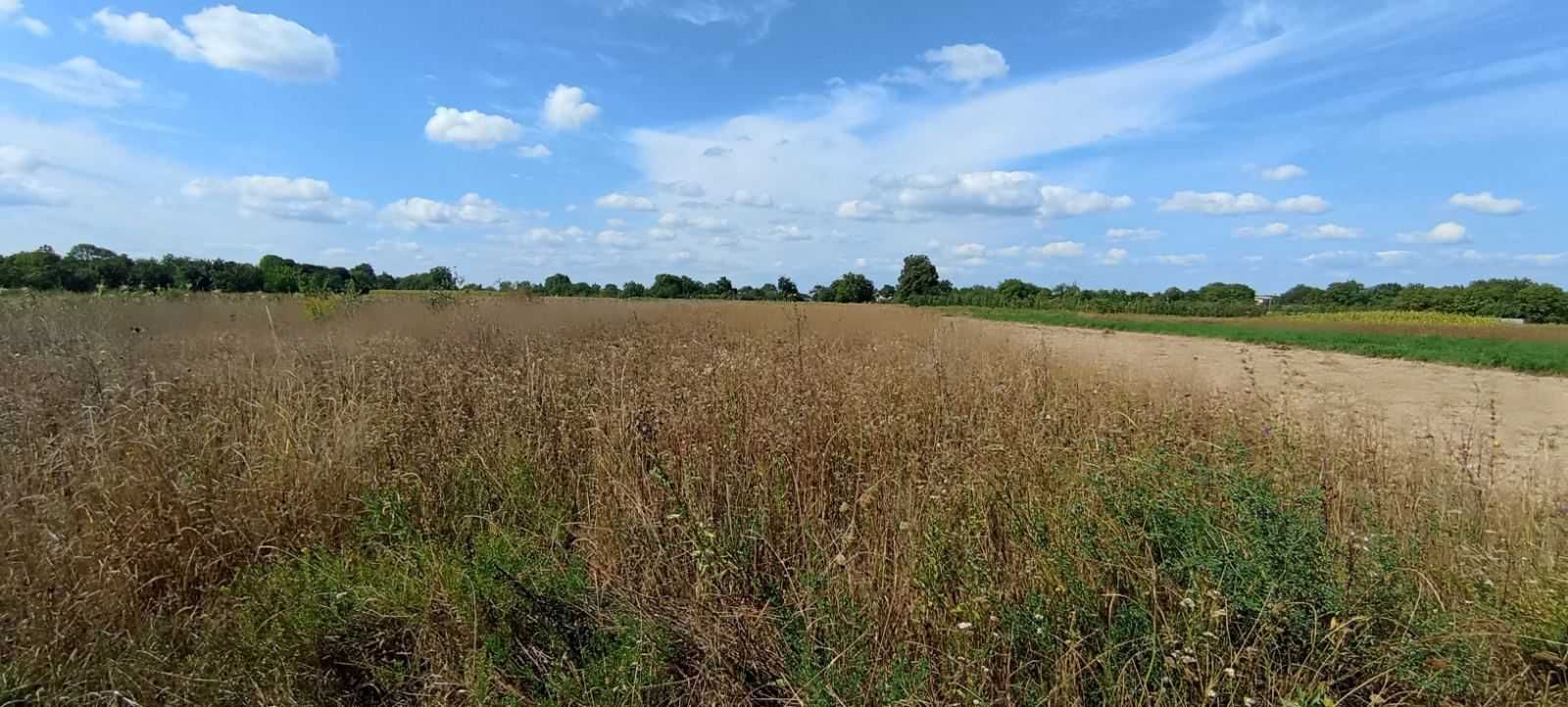 (8) Продається земельна ділянка в с. Хижинці 9890