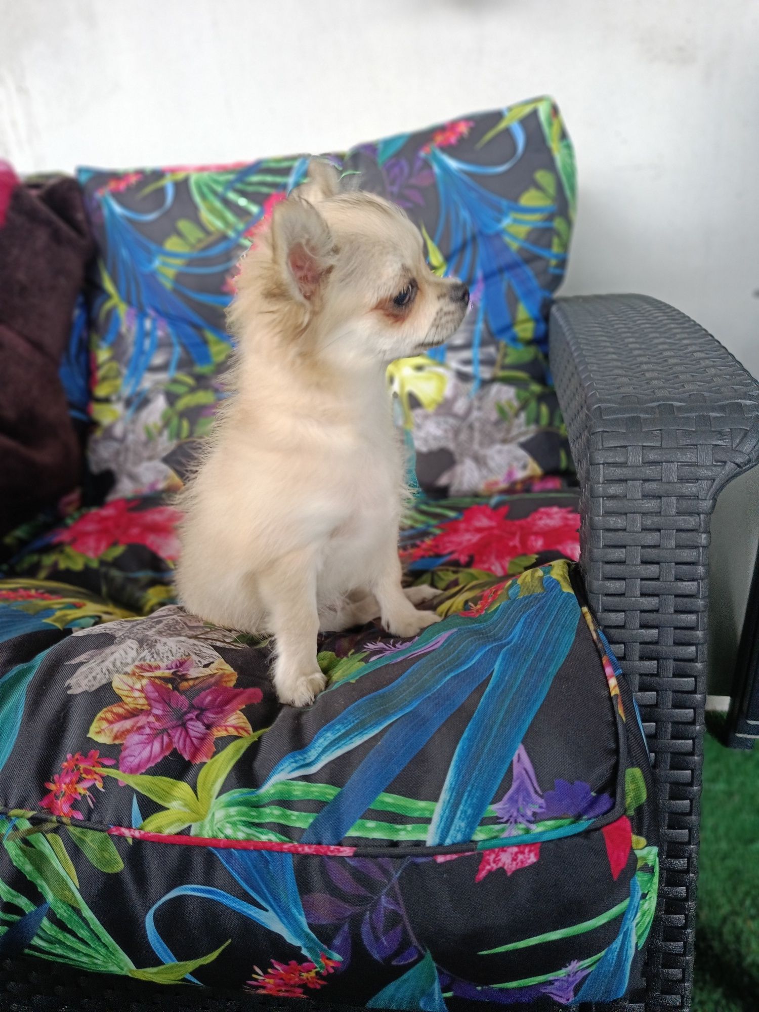 Chihuahua długowłosy piesek z rodowodem