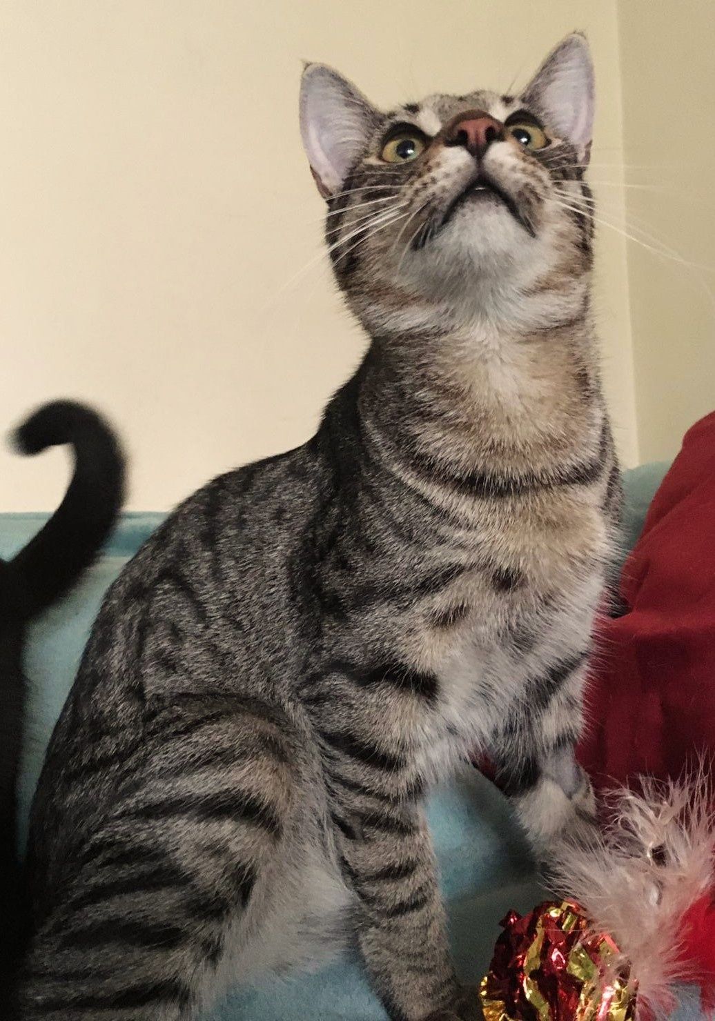 SZAFIREK  do adopcji