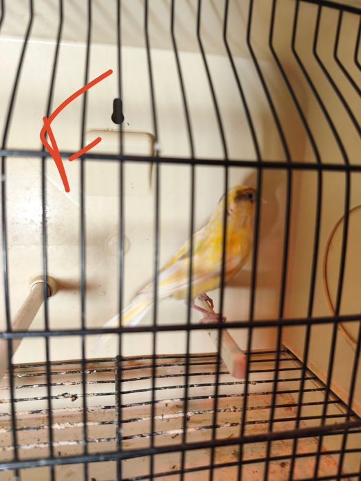 Canários para ceder