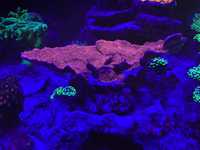 akwarium morskie - koralowce - Montipora czerwona