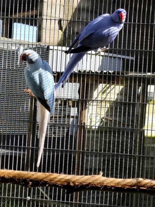 Casal de ring neck de 2024