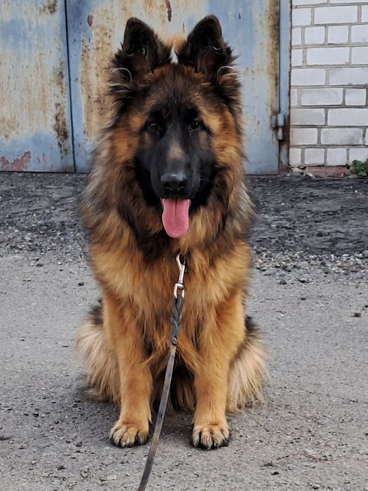 Высокопороднная длинношерстная девочка  8м