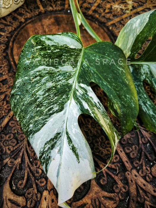 Monstera Albo variegata + Standleyana