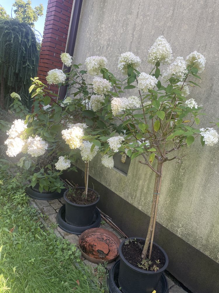 Hortensja dwa rodzaje