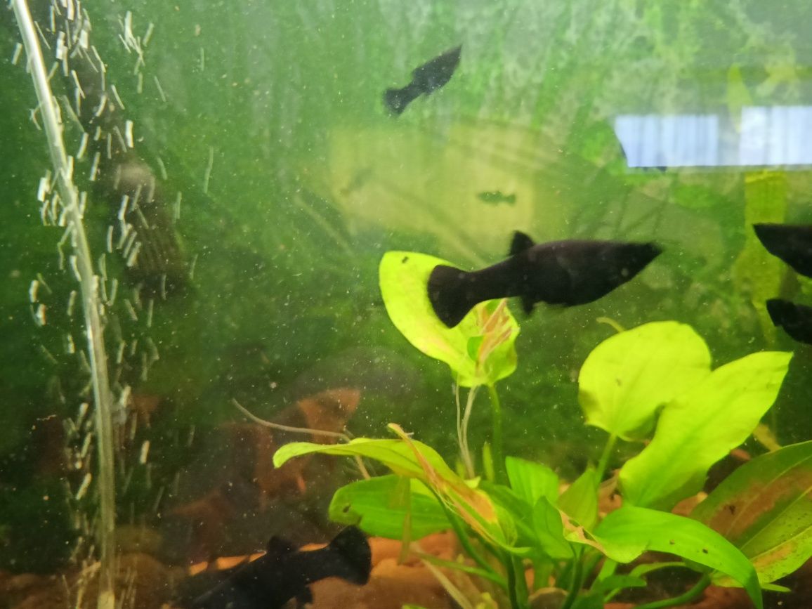 Molinezje czarne  odhodowane wielkość 3 - 5 cm.