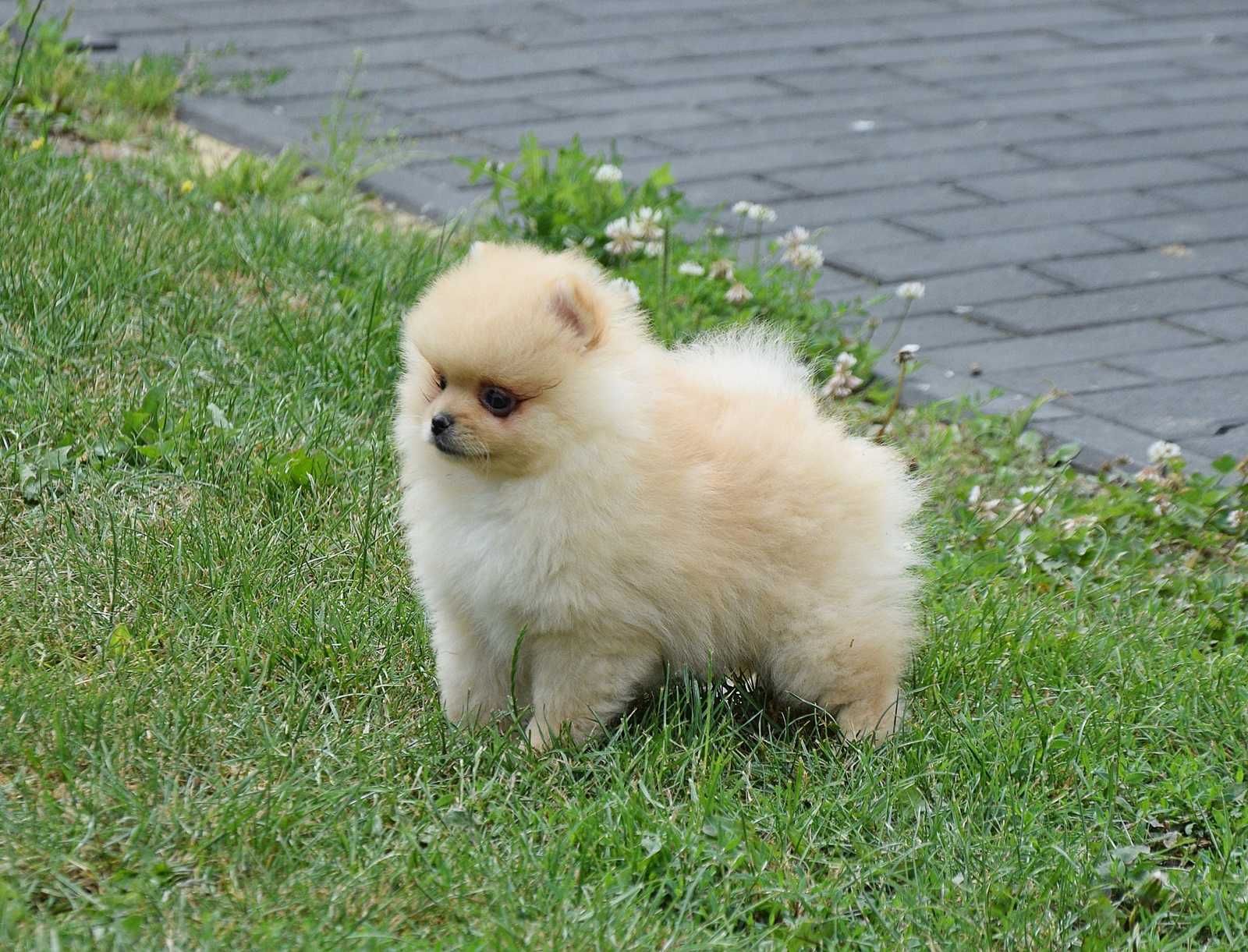 Piesek Pomeranian- Oskar- gotowy na kochający dom