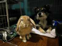 Bambi - przyjazny króliczek do adopcji