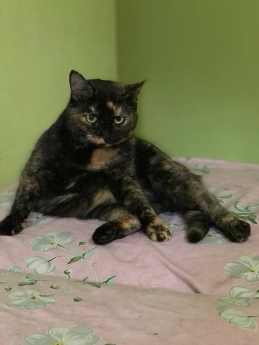 Кошечка 2 ,5 года отдам даром