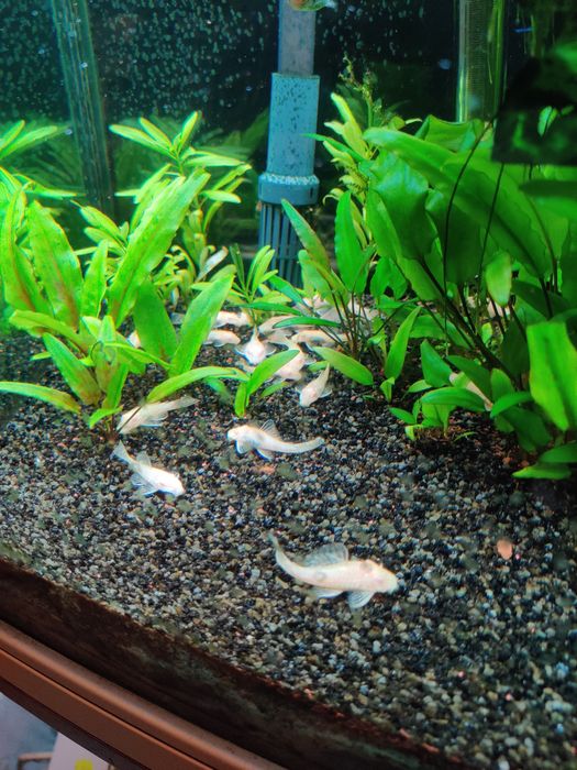 Ancistrus Albino vários tamanhos