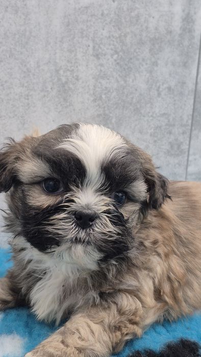 SHIH TZU śliczny piesek do rezerwacji