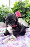 Shihpoo sunia shihtzu pudel toy