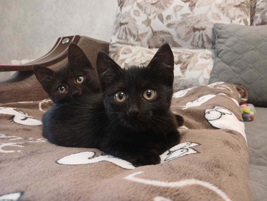 КОШЕНЯТА в добрі руки