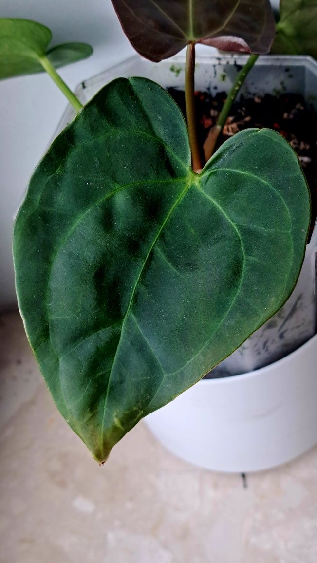 A. (Indo Portillae x KOSx) x (Blue Papi x X1)