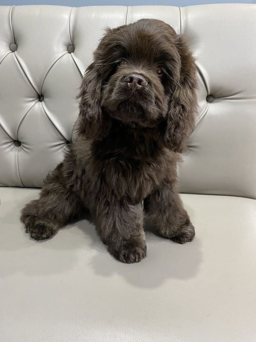 Стрижка собак  . УЗ чистка зубов.Центр города