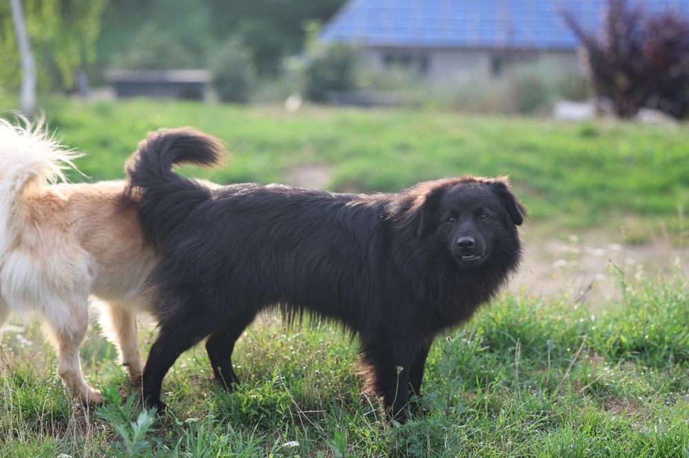 3 letni kudłaty Harry do adopcji