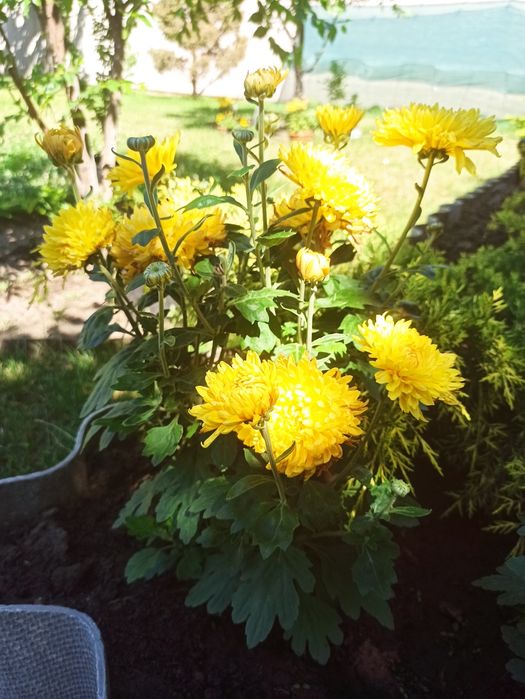 Хризантема жовта