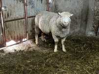 Macho ile France