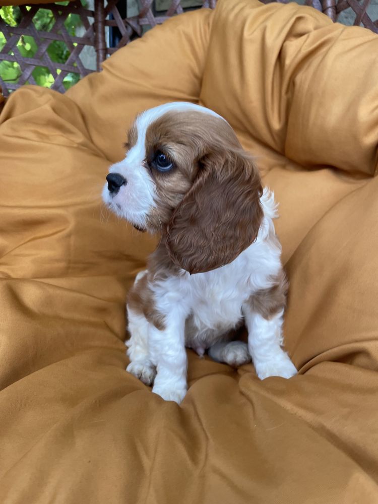 Cavalier King Charles Spaniel Piesek