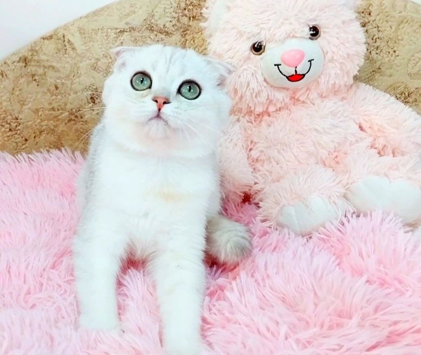 Ооочень ласковый котёночек Серебристый мальчик вислоушка