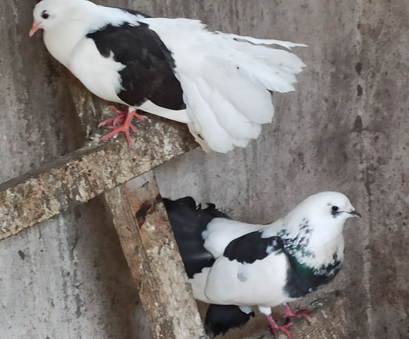 Pawiki gołębie ozdobne - samce