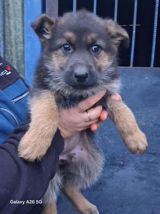 Німецька овчарка, цуценя, щенки. Вівчарка