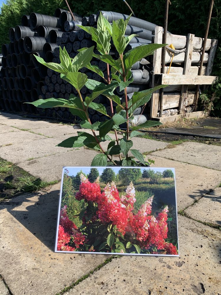 Hortensja Bukietowa 3L Różne Kolory