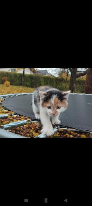 Oddam za darmo kotkę tricolor po Persie