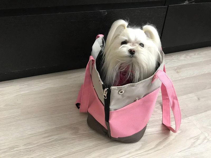 Torba dla malego kota lub pieska