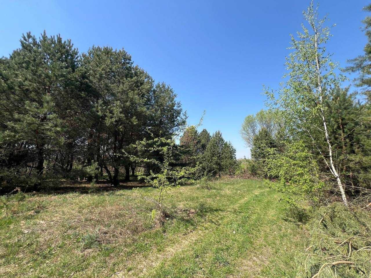 Продаж ділянки 39,1 соток (ОСГ). Серед сосен. Поряд озеро. ID:701