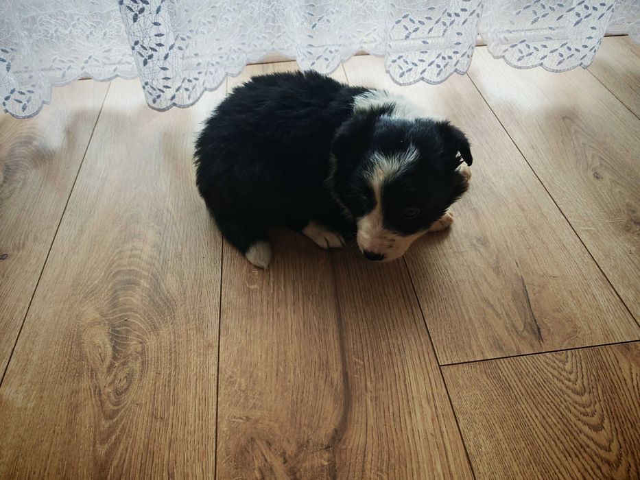 Szczeniak Border Collie