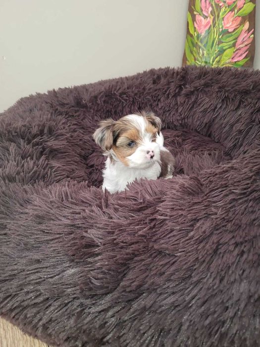 Yorkshire terrier Blueberry  dziewczynka.