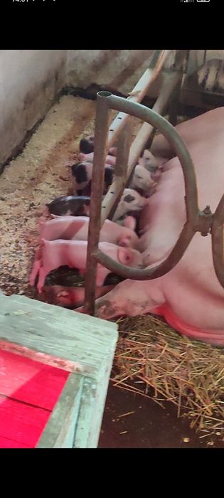 Продаються поросята