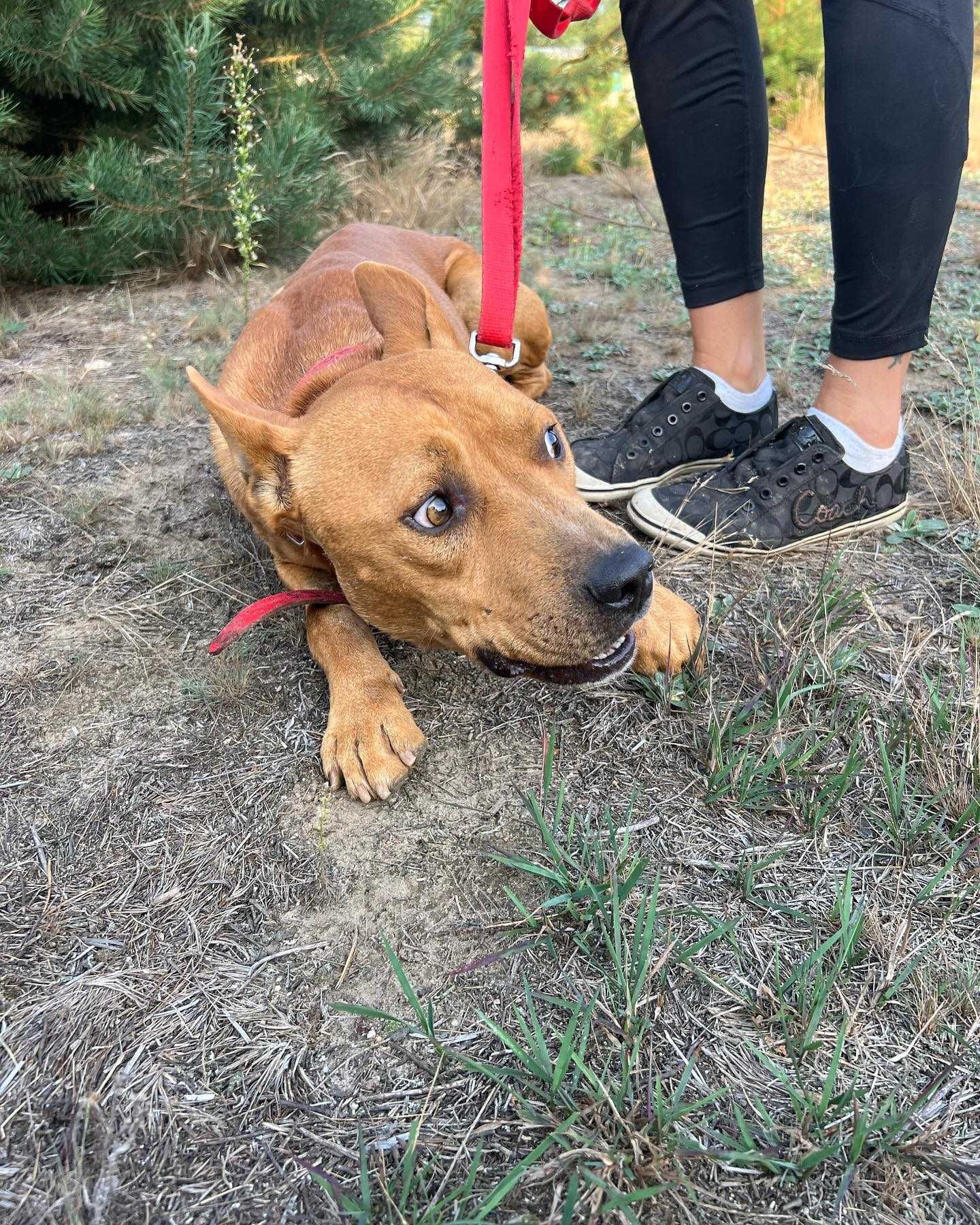 Shiro młody pies w typ.pitbulla czeka na odpowiedzialny dom  Małe Boże