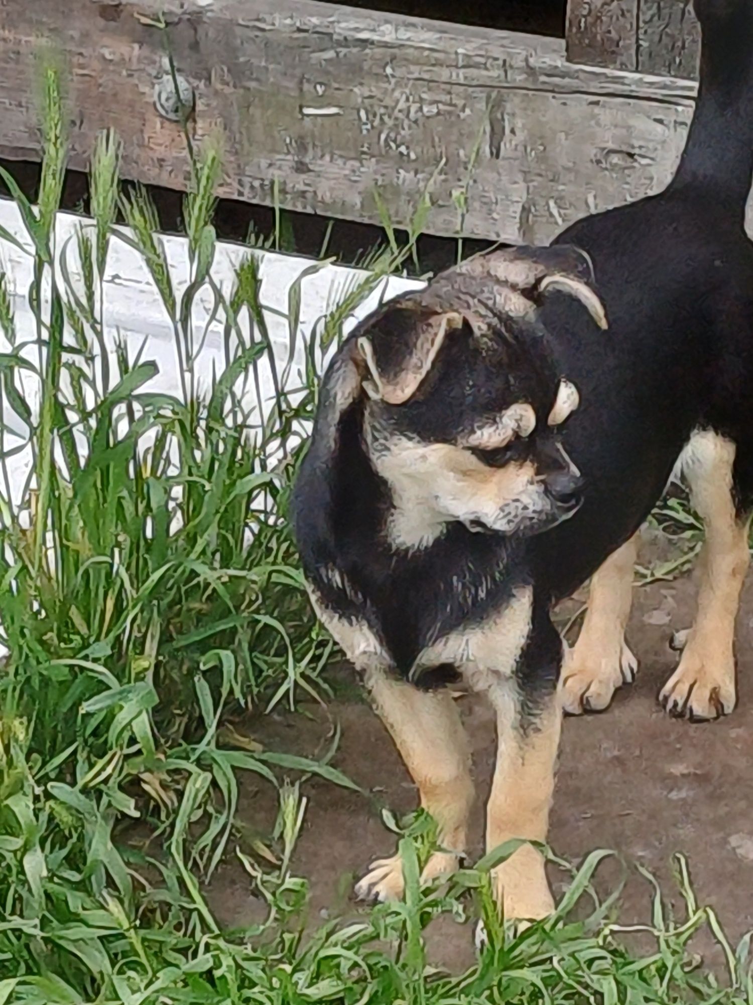 Хлопчик  чихуахуа