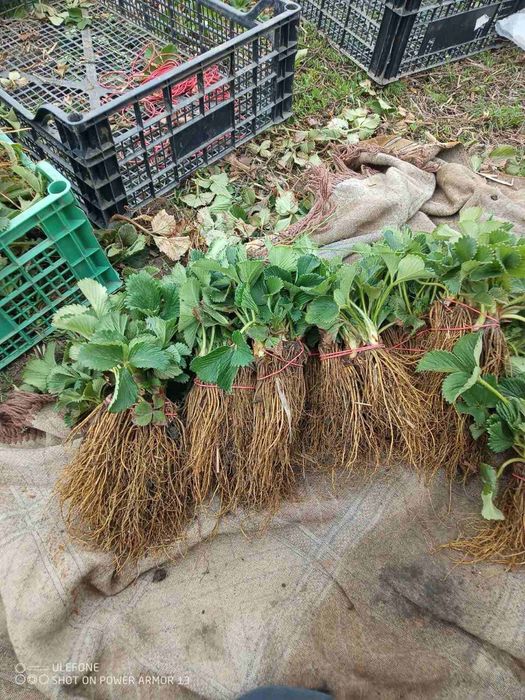 Саджанці копаної ремонтантної, літньої полуниці + Подарунок