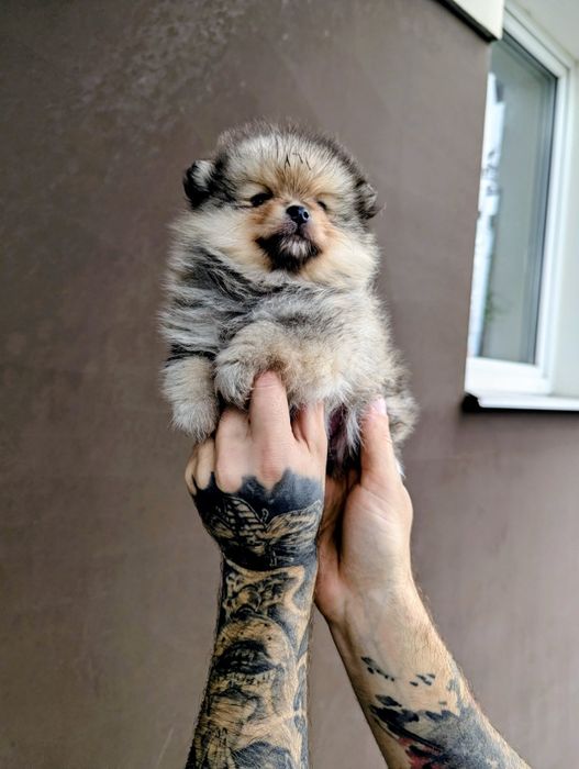 Померанський шпіц