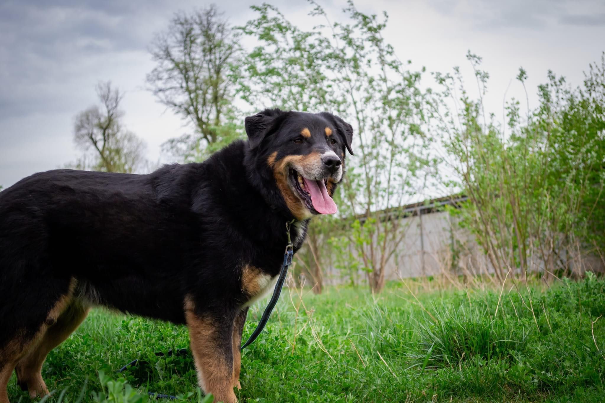 Pies w typie berneński pies pasterski do adopcji!