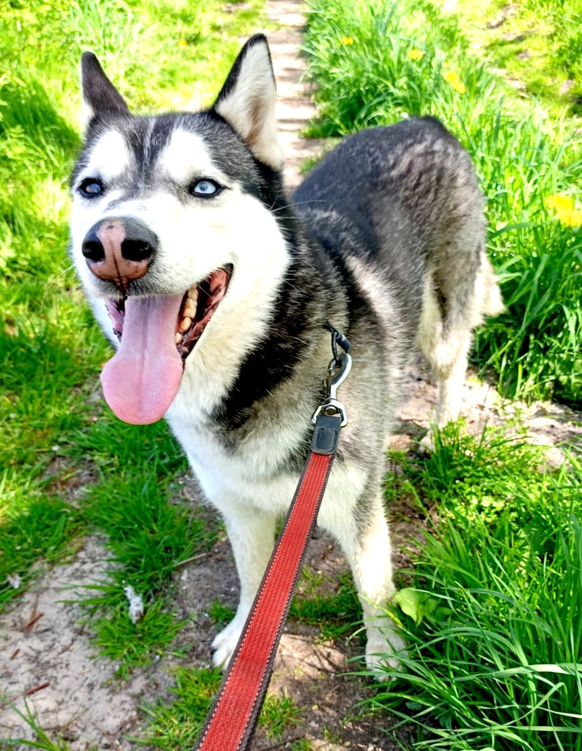 Piękny pies do adopcji