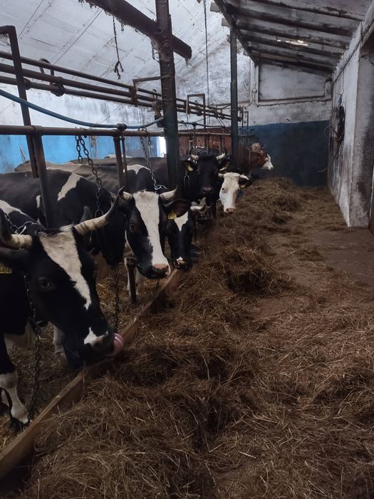 Dojarka Alfa Laval rurociągową