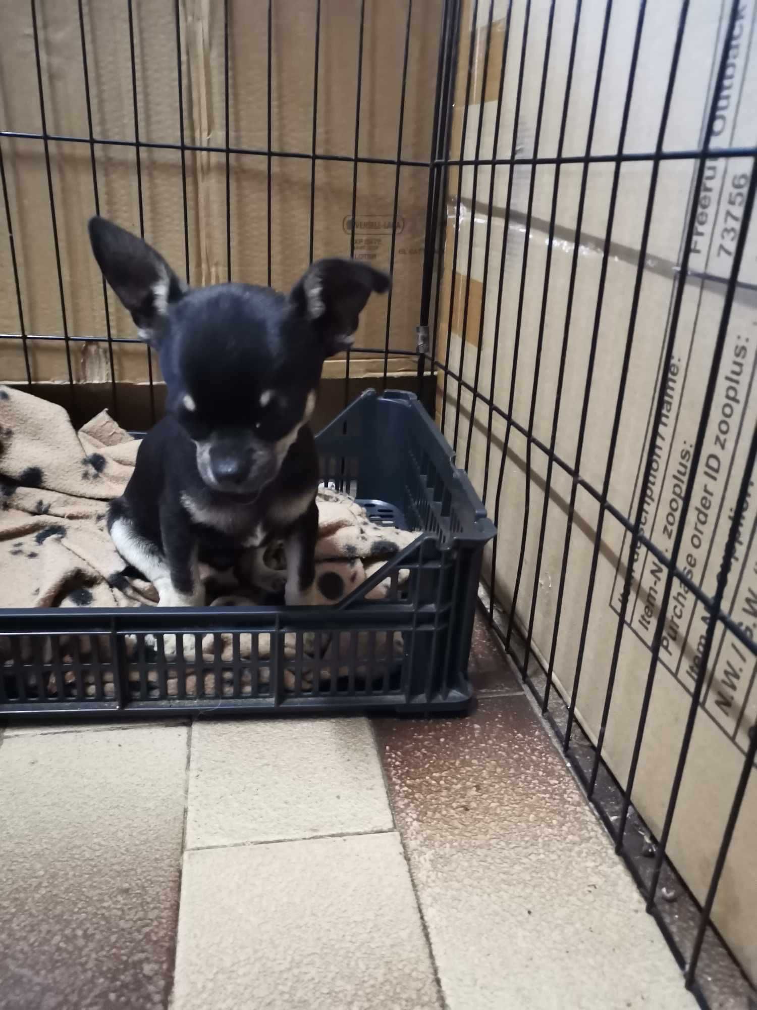 Menino Chihuahua Mini com LOP e Afixo