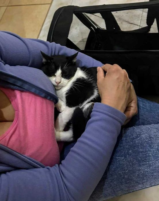 Gata Junior para adoção consciente