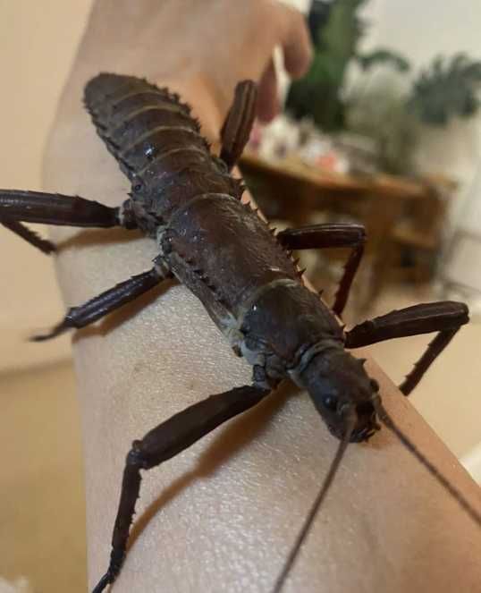 Straszyki nowogwinejskie Eurycantha calcarata 3szt